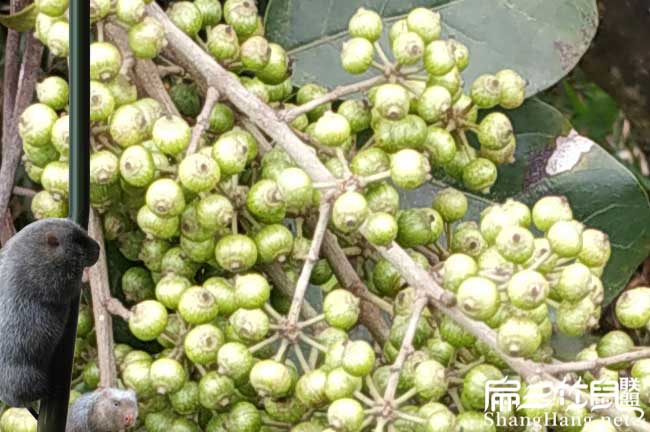 寧洱國新品種油茶（chá）