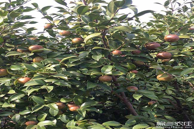 淮南油茶成林豐產技術（shù）