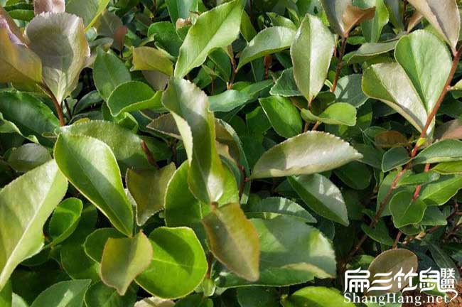 七星源茶樹苗日常（cháng）管理