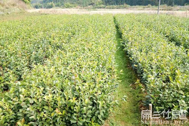 桂林大果油（yóu）茶苗批發