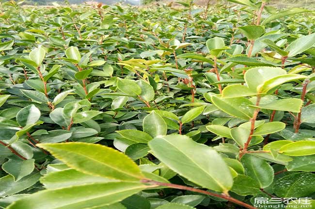 東屏鄉茶樹苗種植生長