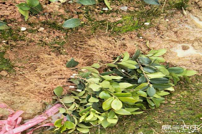 威（wēi）舍茶油種子（zǐ）芽子、嫁接技術、泥氹油茶生產加工設備榨油機