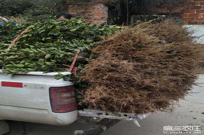 遵義油茶苗批發