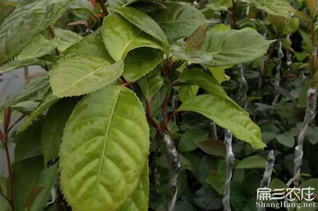 崇左大果紅花油茶苗：崇左長出巨型茶籽果回收-高（gāo）產嫁接（jiē）茶籽樹苗木