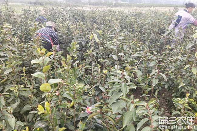 法官鎮（zhèn）哪種油茶出油率