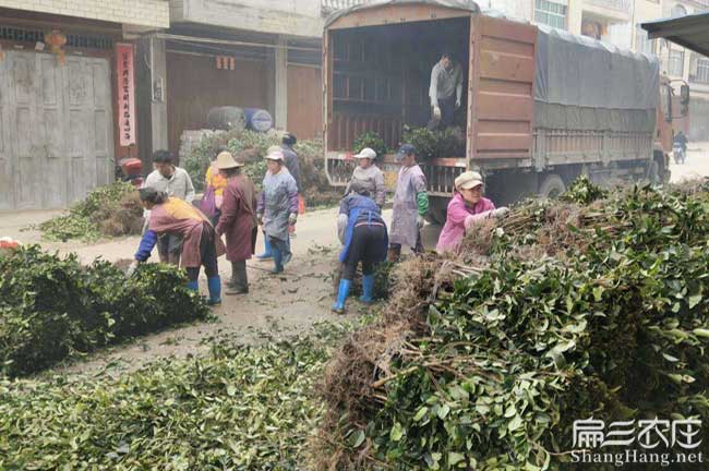 龍門縣油茶種植的土質