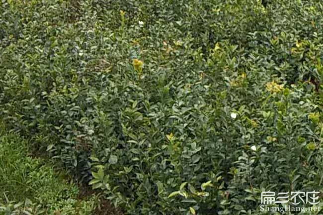 如果在馬關種（zhǒng）植油茶正