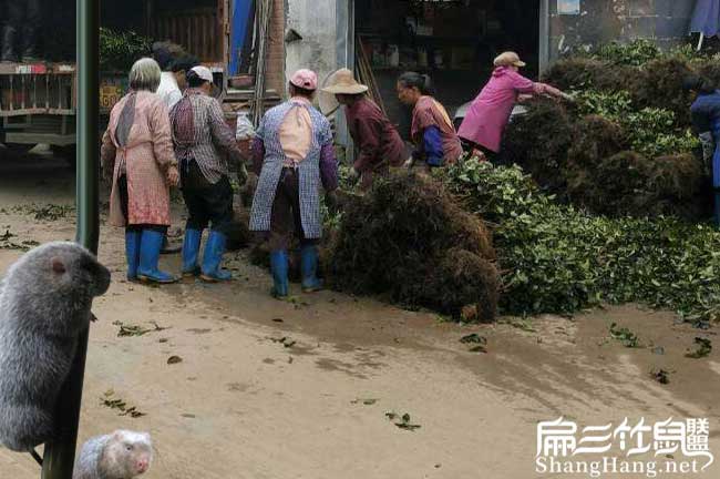 鎮沅適合種植（zhí）油茶（chá）樹嗎