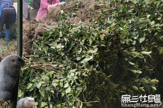 雲浮油茶苗圃