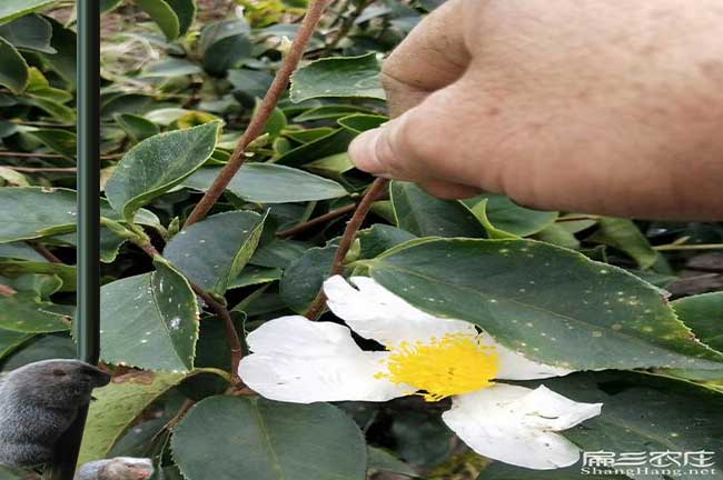 芒市（shì）鎮西方國家喜歡吃