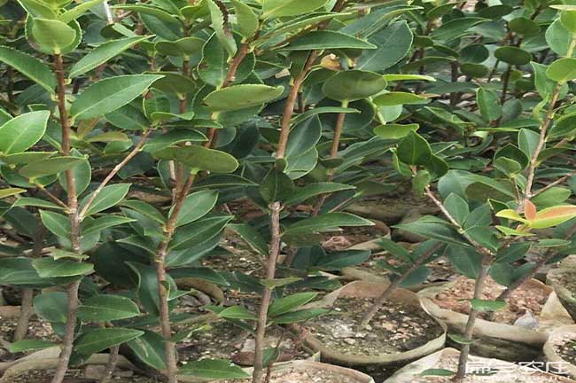 雲南（nán）油茶苗適合品種選擇貴州（zhōu）江蘇河南（nán）油茶種植技（jì）術（shù）培訓