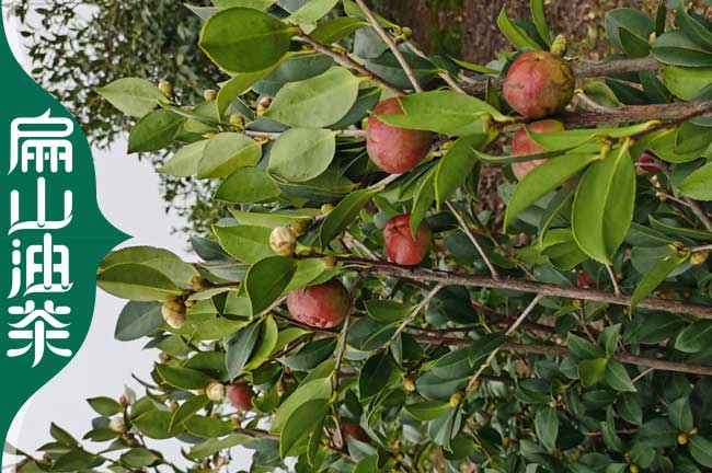 廣西油茶苗批發