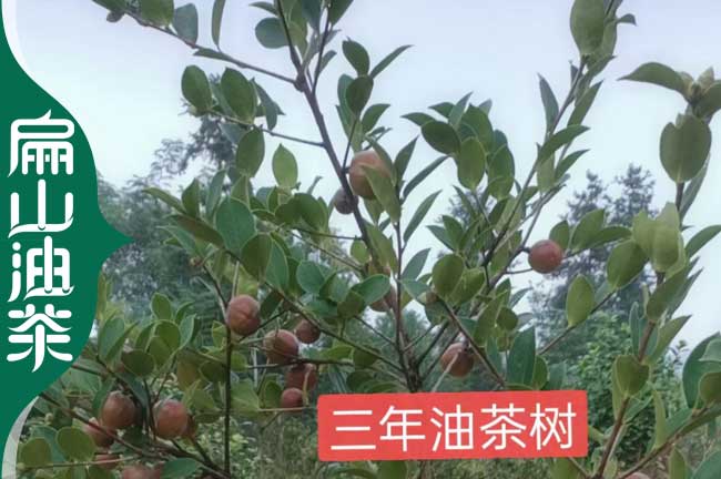 昆明3年油茶苗批（pī）發