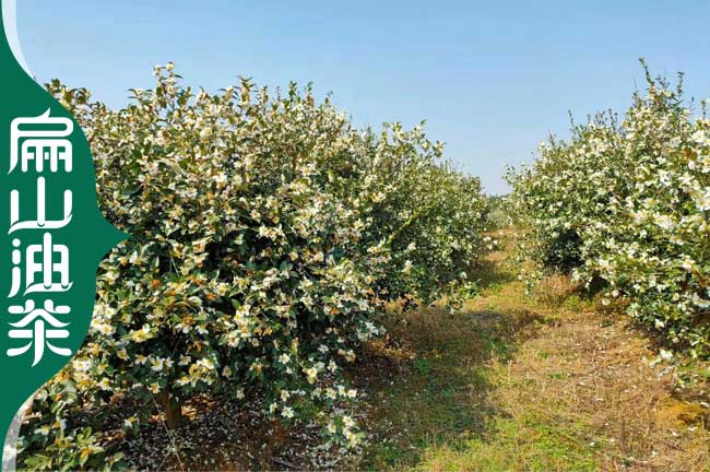 宣城油茶（chá）種植基地