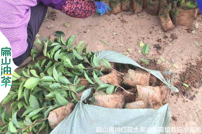 大油茶苗湖南培育基地 裸根小杯苗嫁接種子（zǐ）營養袋裝30-60CM