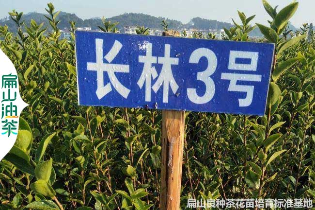 萍鄉（xiāng）長林3號油茶苗