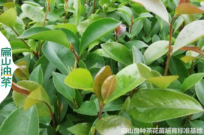 仙（xiān）桃軟枝油茶（chá）苗培育