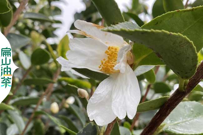 鷹潭帶花苞油茶苗