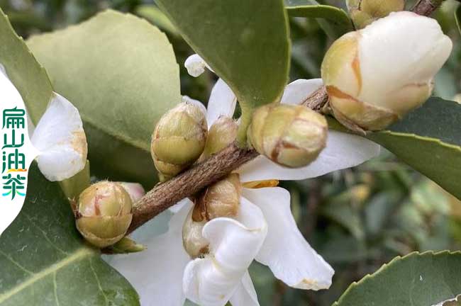 西安油茶苗培育