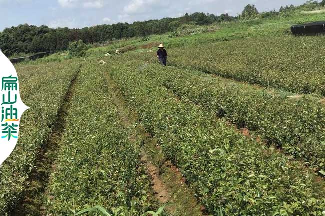 安徽油（yóu）茶小杯苗