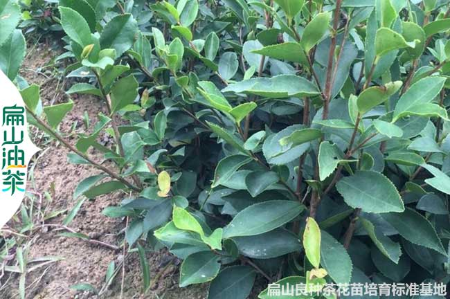 平頂山軟枝（zhī）油茶苗批發