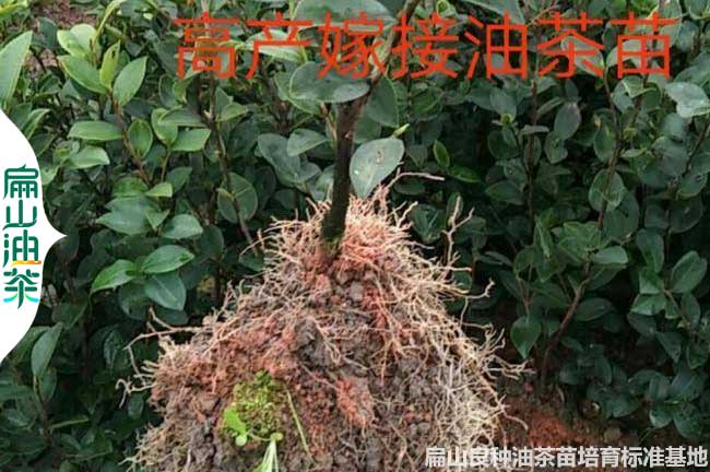 撫州油（yóu）茶裸根苗批發