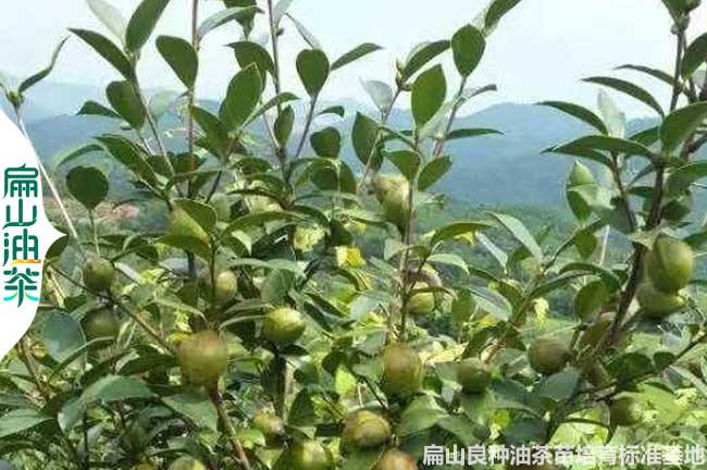 湘潭油茶種（zhǒng）植