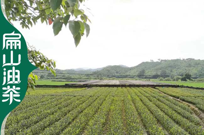 樂山油茶苗培育基地