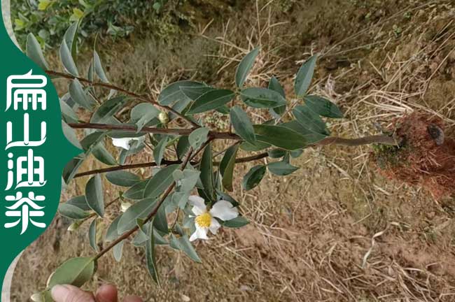 欽州油茶苗（miáo）培育