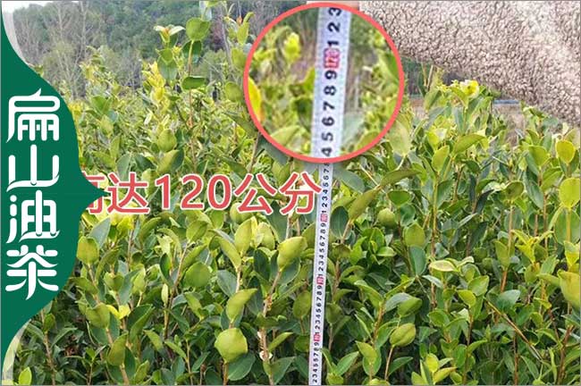 矮化 神農架3年楊梅（méi）小杯苗 1年油茶苗批發（fā） 粗1-3CM 高50公分