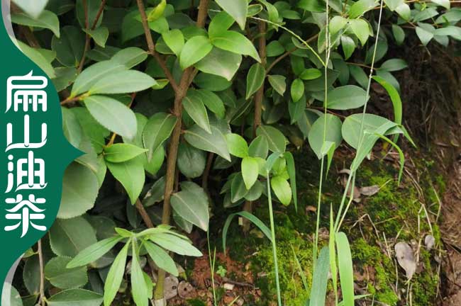 南平（píng）長林53號油茶苗