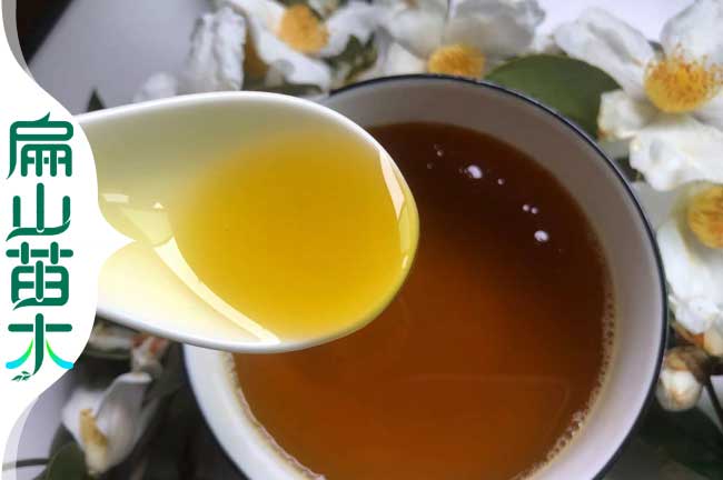 玉林茶油批發