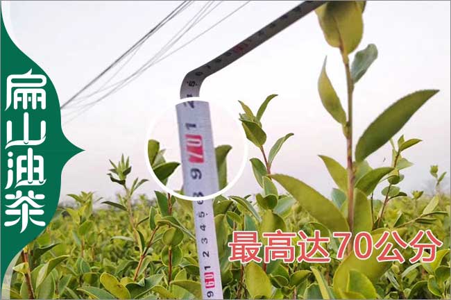 [潛江楊梅苗]油茶樹苗（miáo）培育批發（fā）基地歡迎您加盟 潛江1CM杯苗