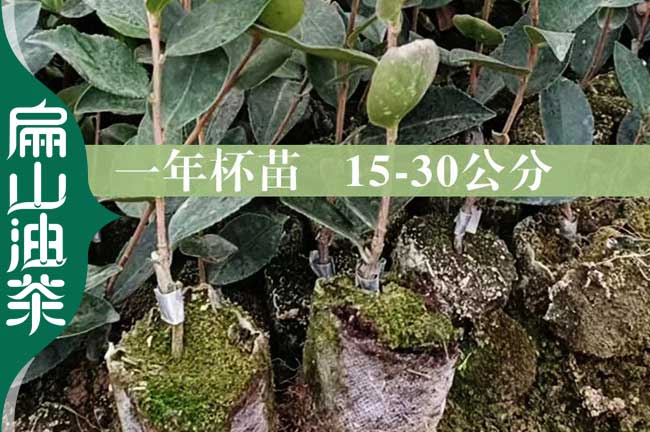 甘肅1年大（dà）果油茶苗