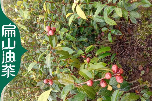 賀州大（dà）果油茶（chá）苗批發