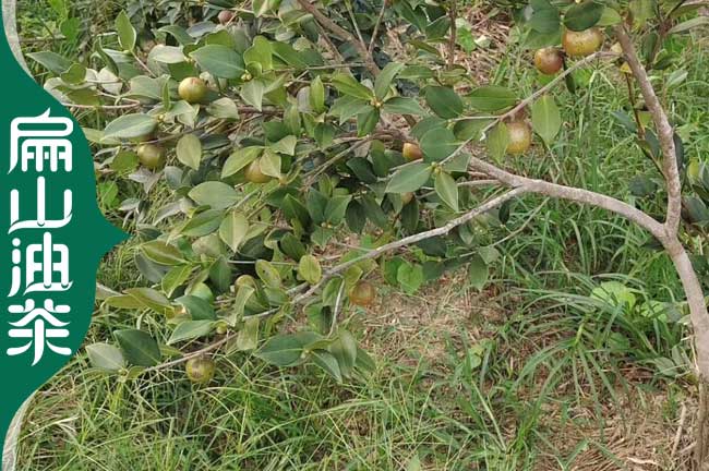 淮南油茶種植