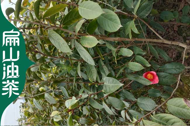 潮州大果紅花油（yóu）茶（chá）苗