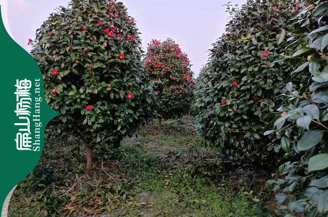 安陽紅花大果油茶苗