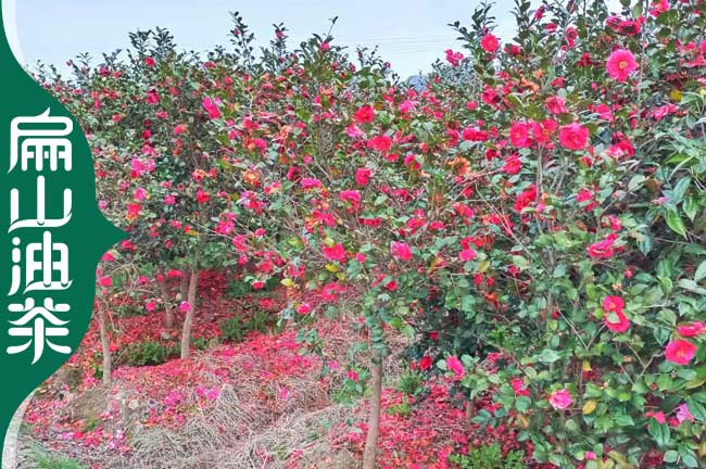 南充紅花油茶（chá）苗培育