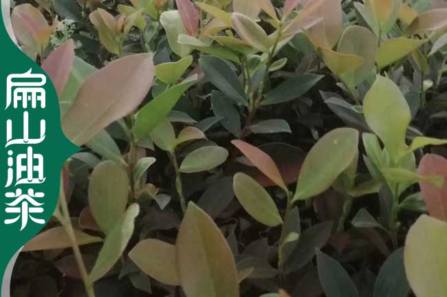 商丘茶（chá）樹苗培（péi）育