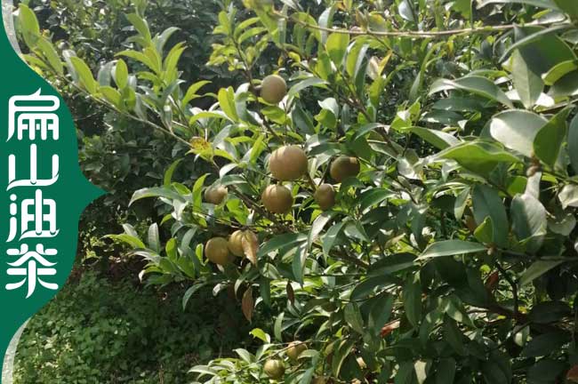 定西油茶種植