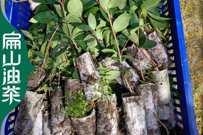 [2023茶樹茶葉（yè）苗]湖（hú）州培育油茶苗批發 湖州龍井茶葉苗1年（nián）2CM