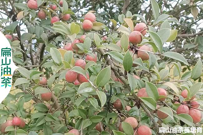 廣元油（yóu）茶種植