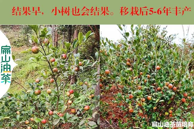 內江油茶種植