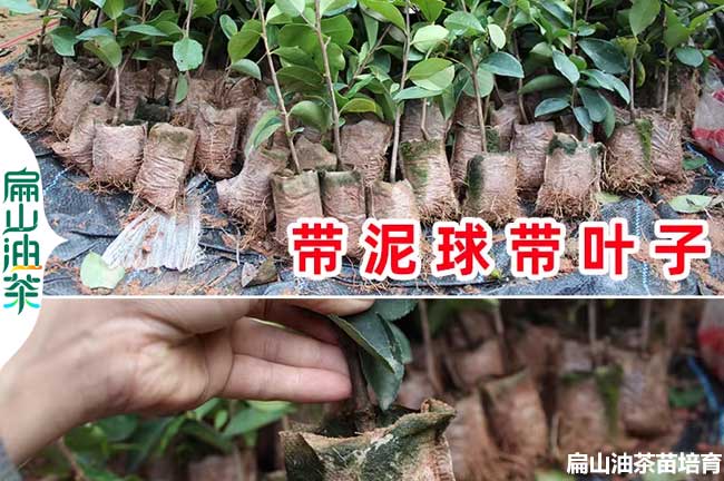 內江軟枝油（yóu）茶小杯苗