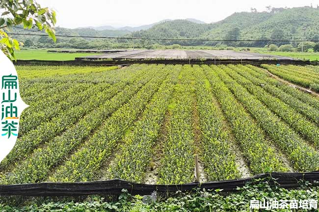 眉山（shān）油茶苗基地