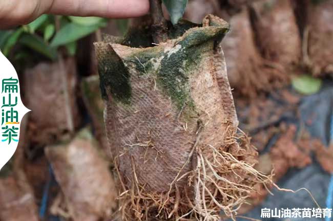 鷹潭（tán）小杯油（yóu）茶苗培育