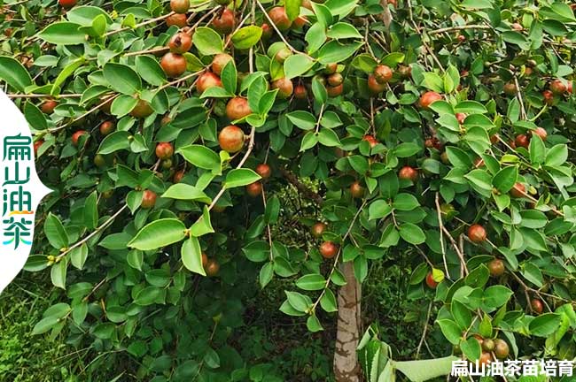 吉安紅皮油茶苗培育