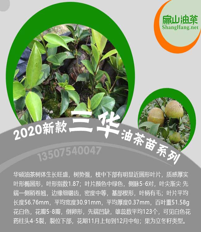 仙桃三華油（yóu）茶苗批發