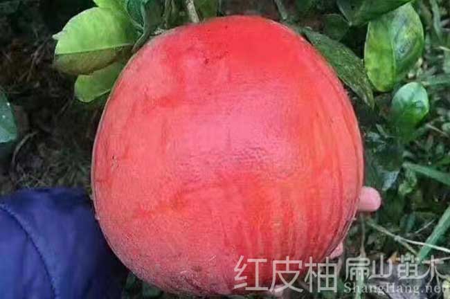 信陽紅皮柚子種植